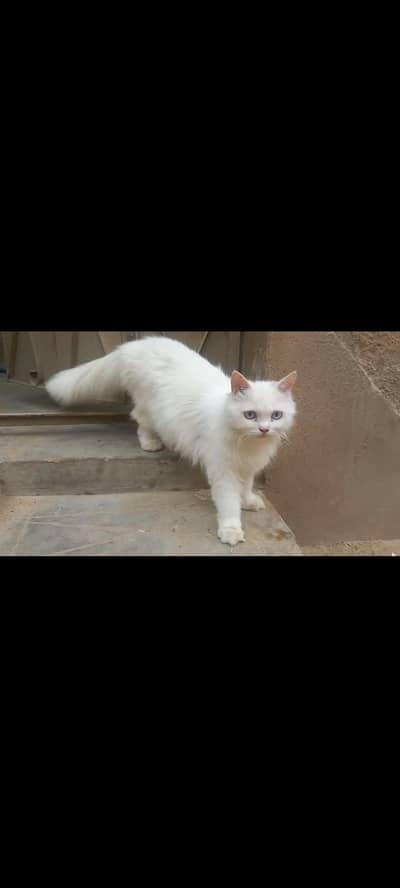 persian cat