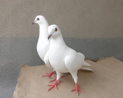 pair bachy bohet urata he khud b 10/12 hour fly krty hain