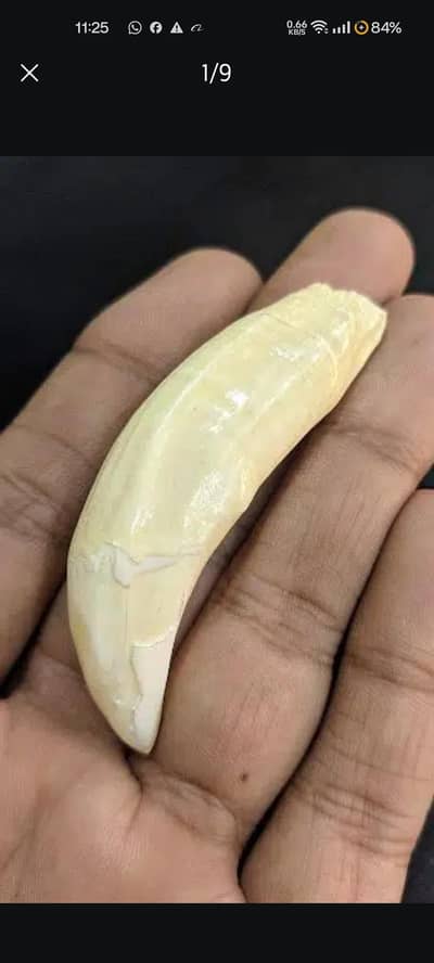 lion teeth natural for sale