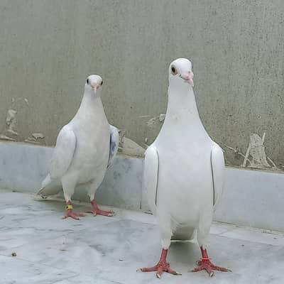 Paper white Qasad Breder pair For sale