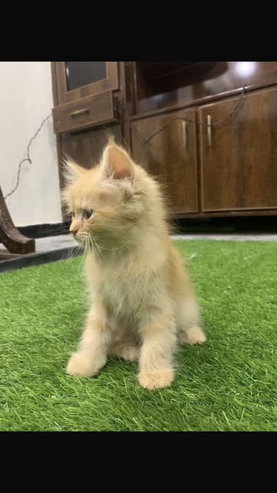 Kitten  for sale