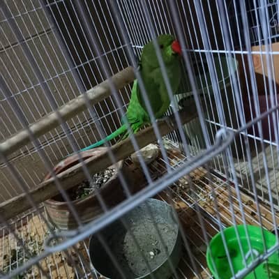 Talking ringneck female parrot