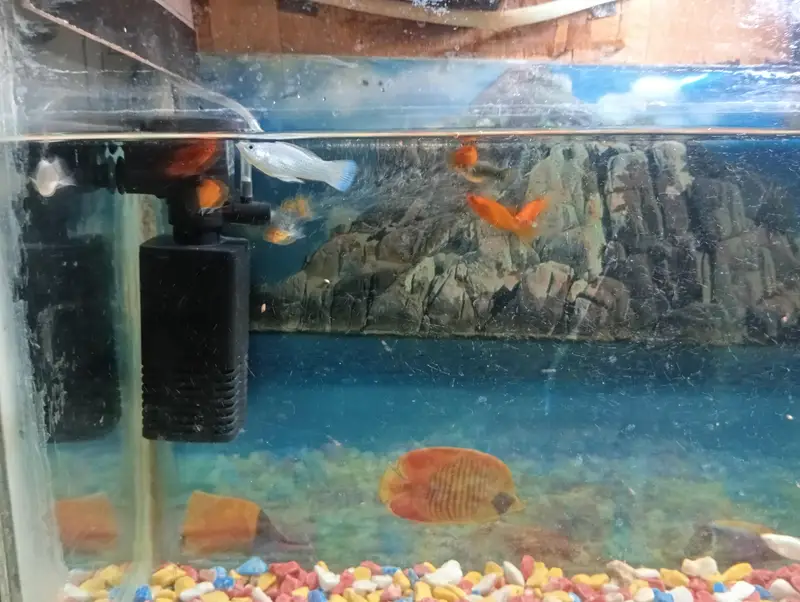 aquarium and fish 1:30 fit by 1:30 — photo 2