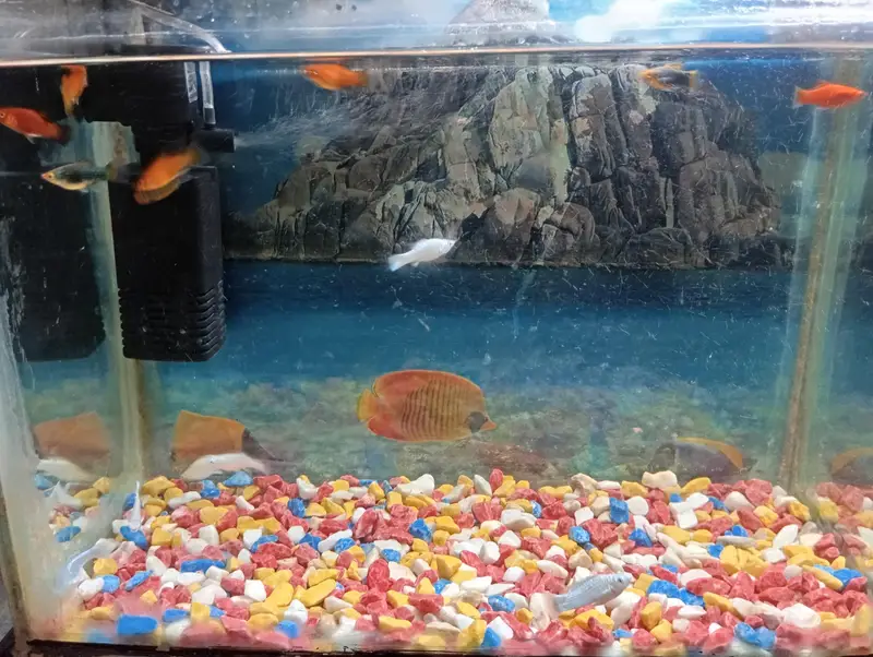 aquarium and fish 1:30 fit by 1:30 — photo 3