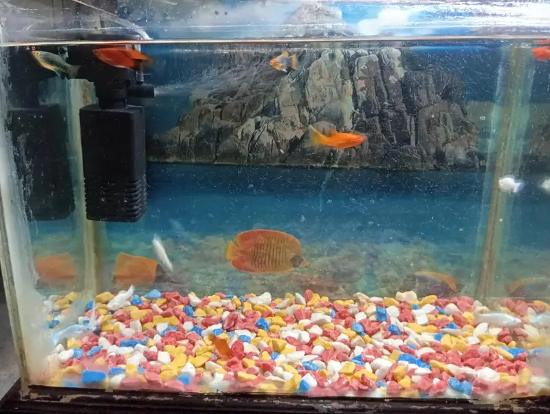 aquarium and fish 1:30 fit by 1:30 — photo 4