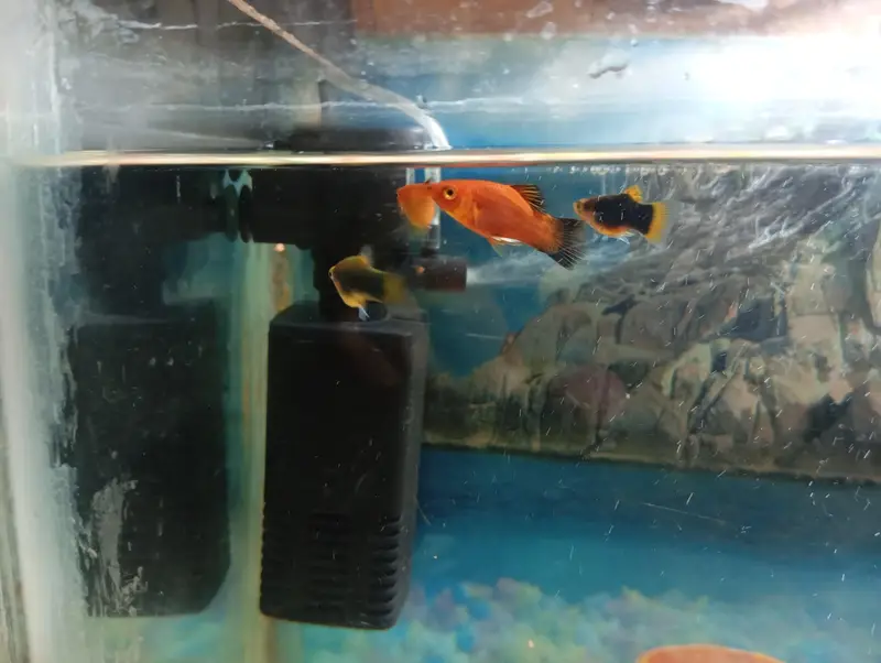 aquarium and fish 1:30 fit by 1:30 — photo 5