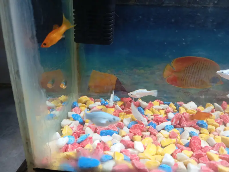 aquarium and fish 1:30 fit by 1:30 — photo 7
