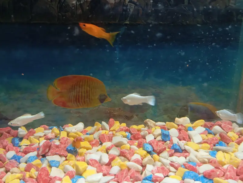 aquarium and fish 1:30 fit by 1:30 — photo 8