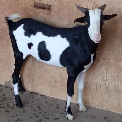 Abluck teada