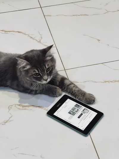 Tom - Siberian Cat for Adoption