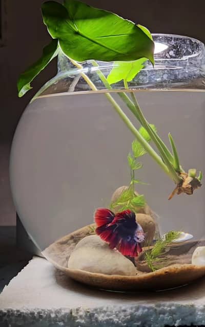 Betta fish male for sale