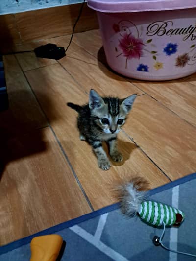 Kitten cat