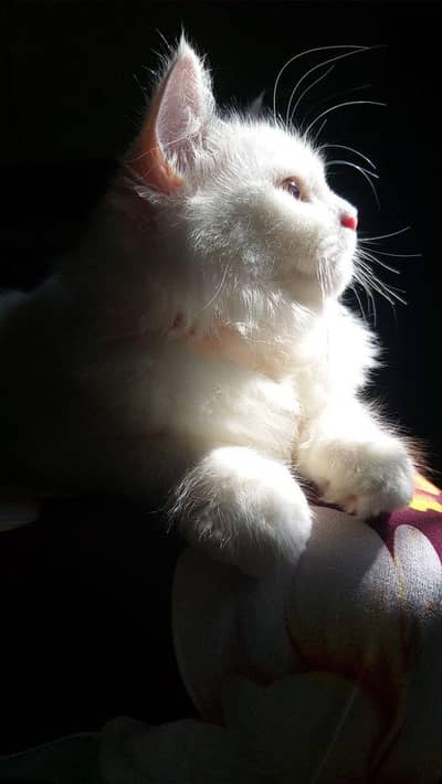 cats pair for sale