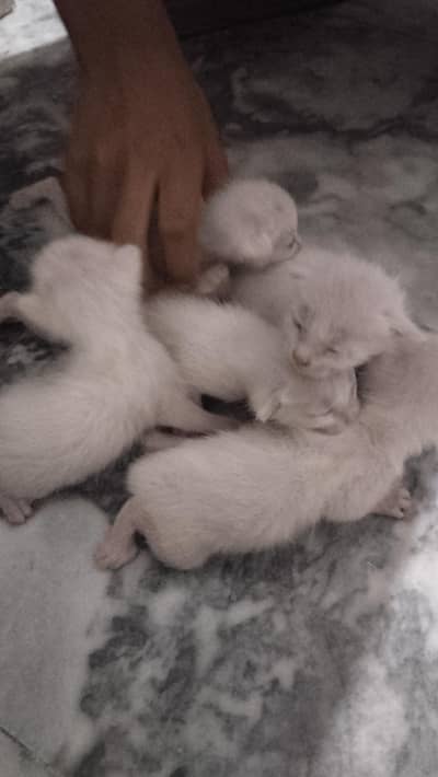 cats Male n female ready for adoption