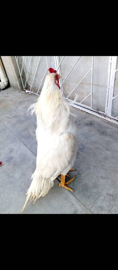 Aseel Murga hera sale