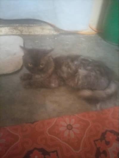 black tiger cat