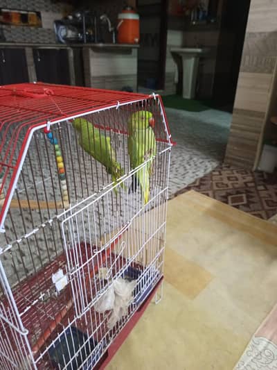 Green Ringneck