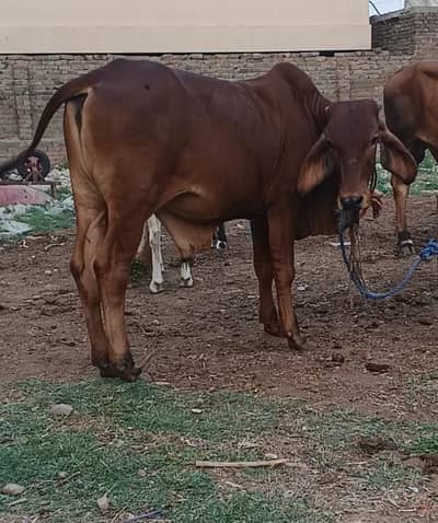 Brahman and Cholistani cross Bachra available
