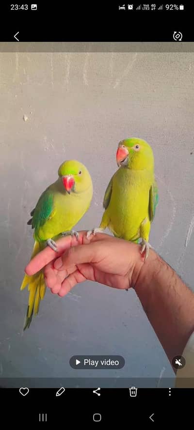 kathhy, hand tame