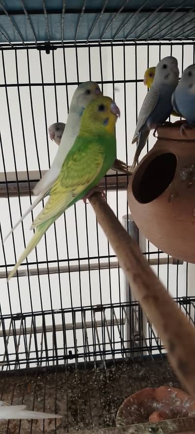 Budgies beautiful color Rabbits