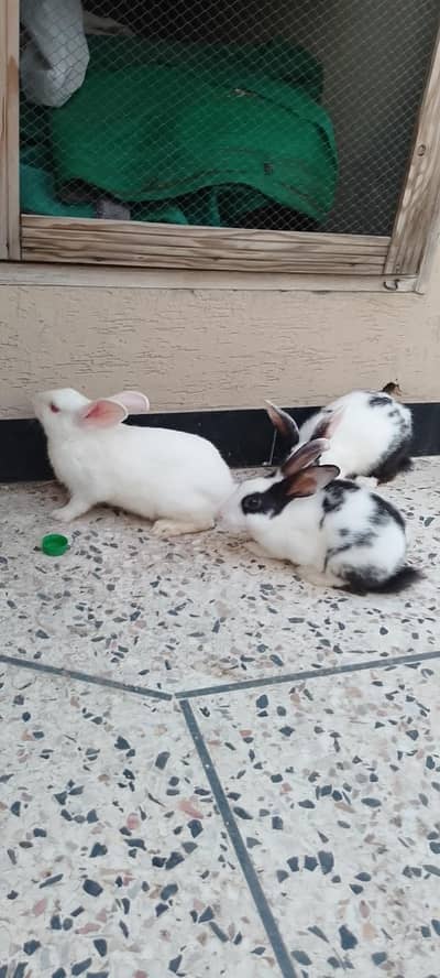 Rabbits