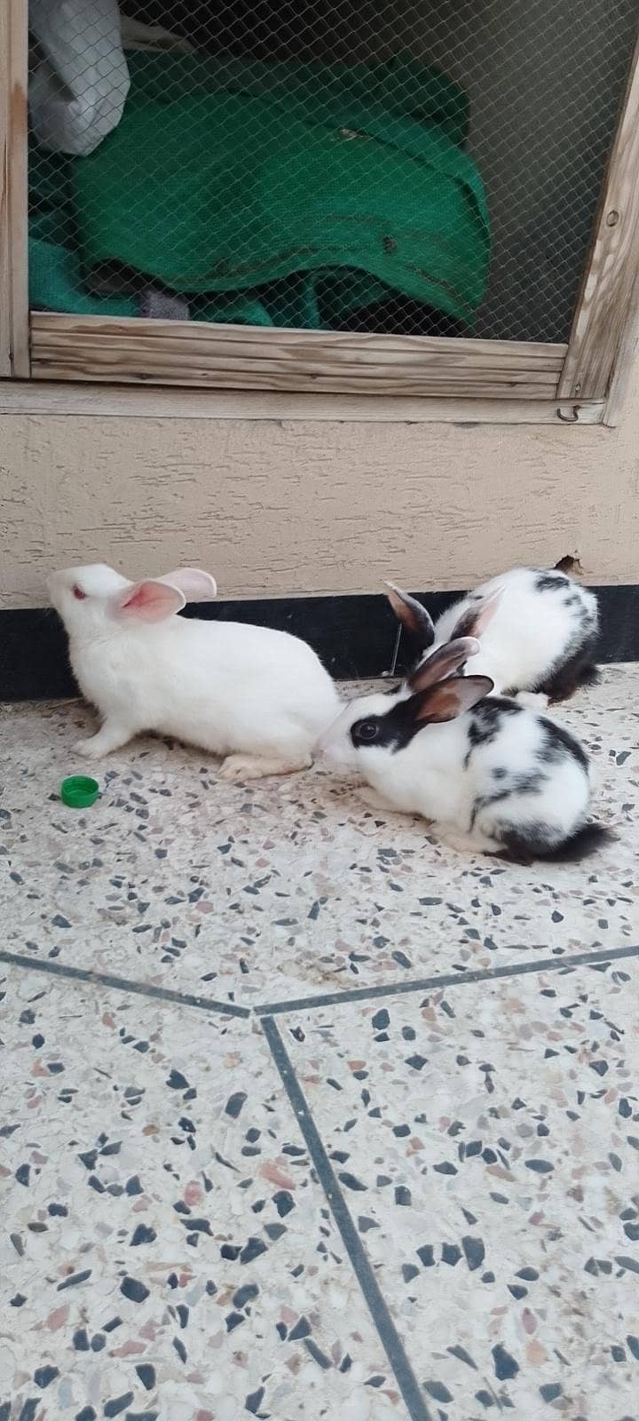 Rabbits 0