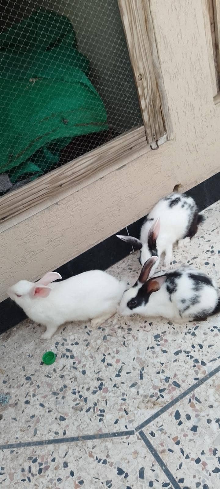 Rabbits 1