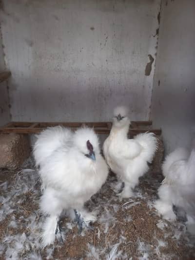 Silkie hen