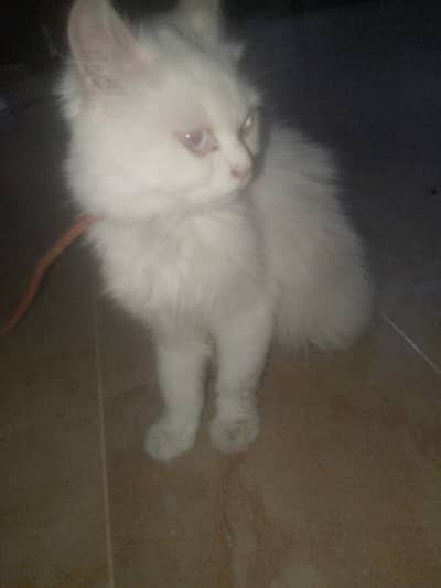 Persian cat 13 month for sale