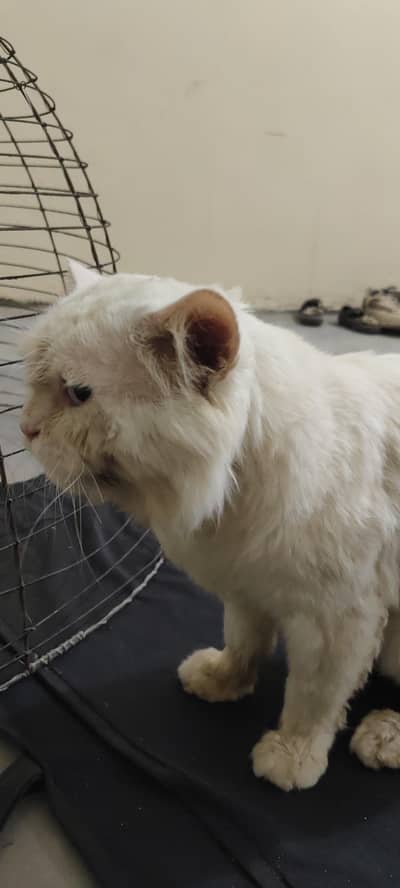 best cat for sale