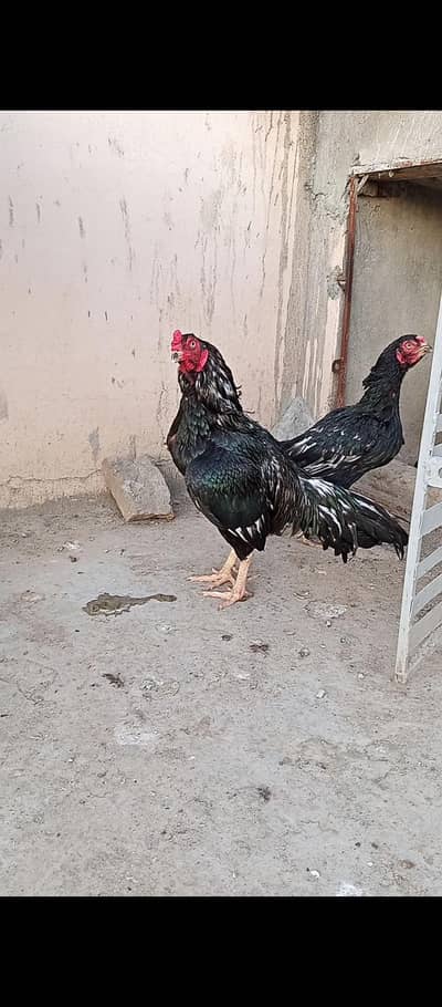 high quality lassani prindy ha  saf eye badmi nok nali ma ha