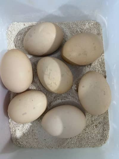 Aseel fertile Eggs For Sale