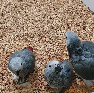 Grey parrot baby available urgent sell