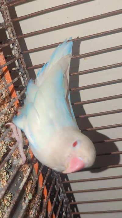 love birds albino ek picec red eye h