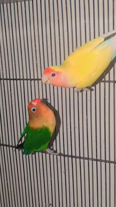 love birds albino ek picec red eye h
