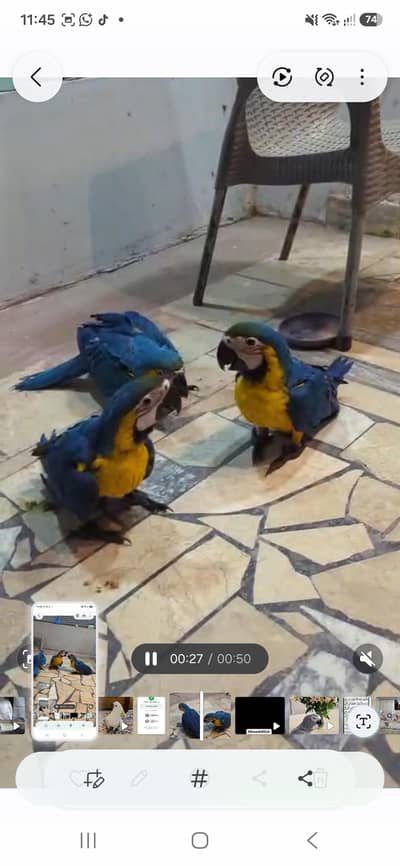 Bleu gold macaw price one chicks African grey chicks