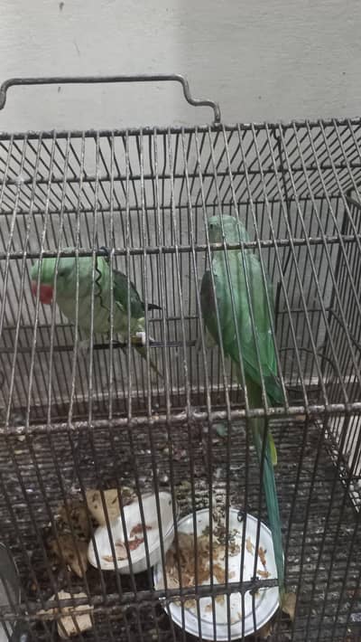 2 female