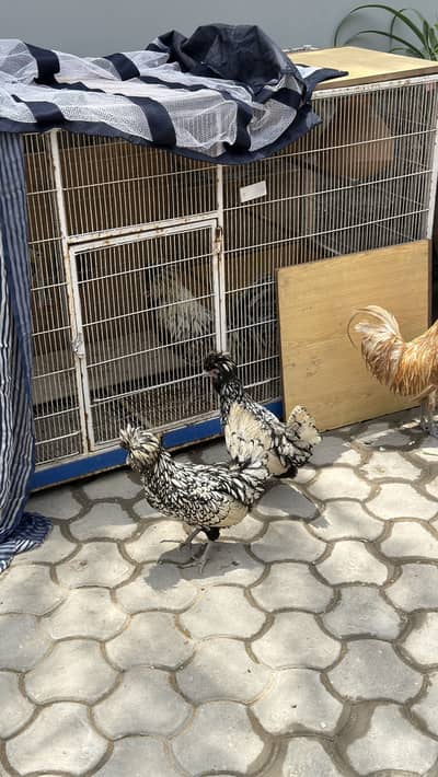 Buff laced and silver laced healthy active polish pair for sale