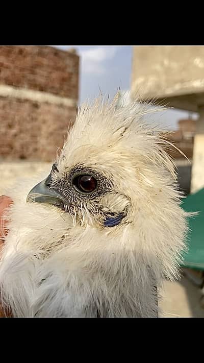 Silkie chicks