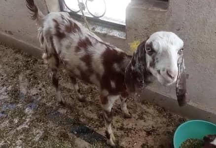 5 months female goat