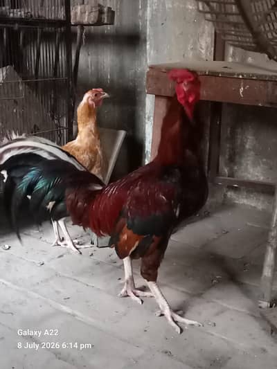 Pure Desi egg laying hans avaliable for sales