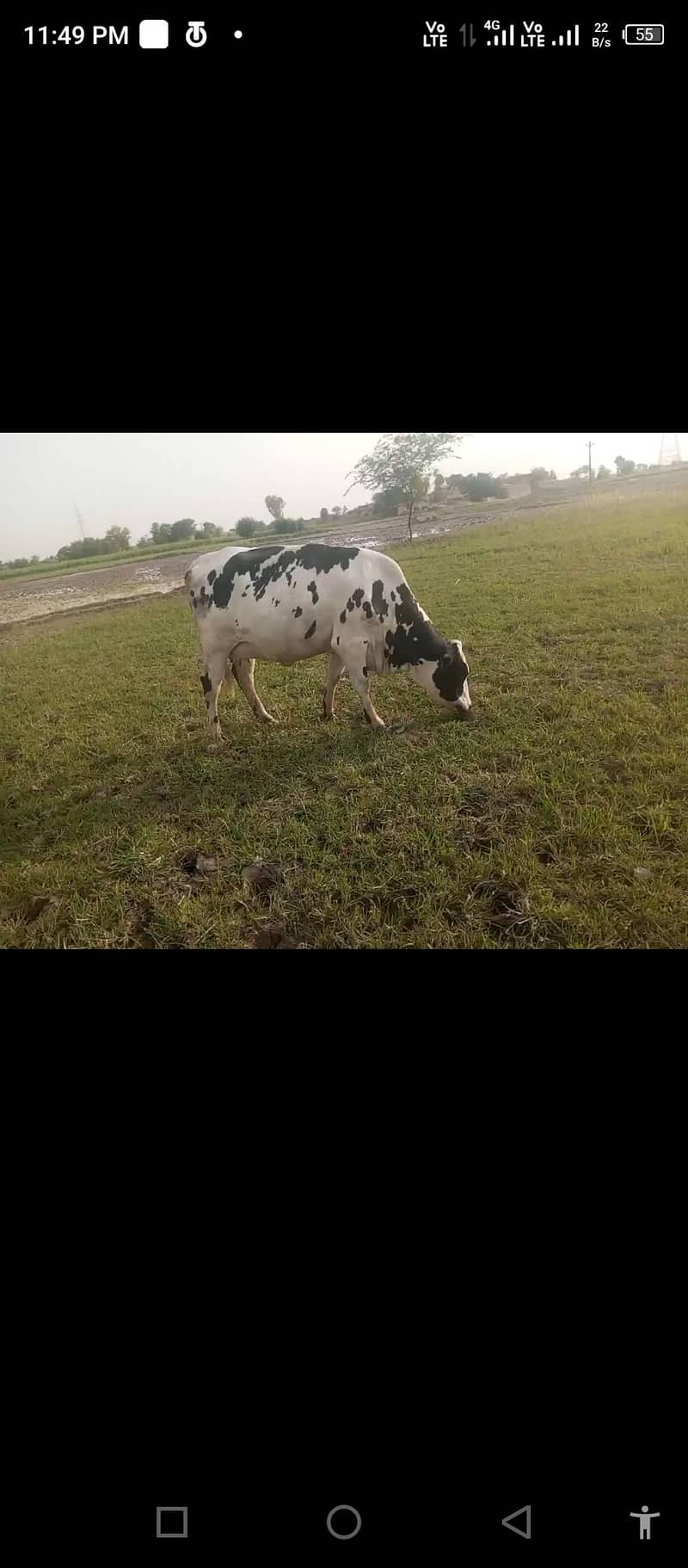 ولائیتی گائے 0