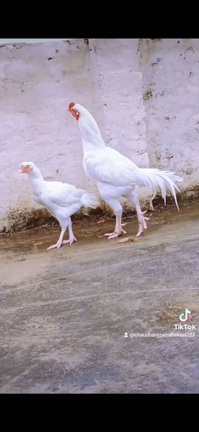 Papper white 2 female 1 male