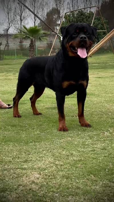 Pedigree Rottweiler Male