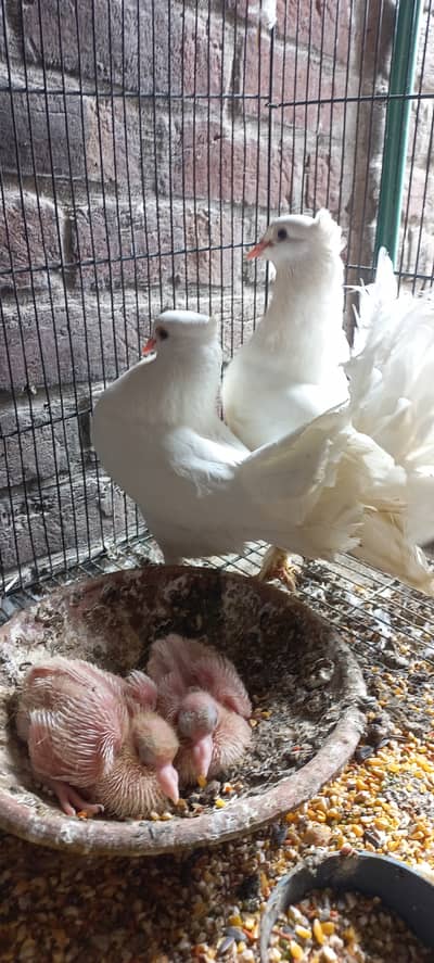 Lakka pigeon breeder pair | fantail pigeon | wight lakka | wight fanta