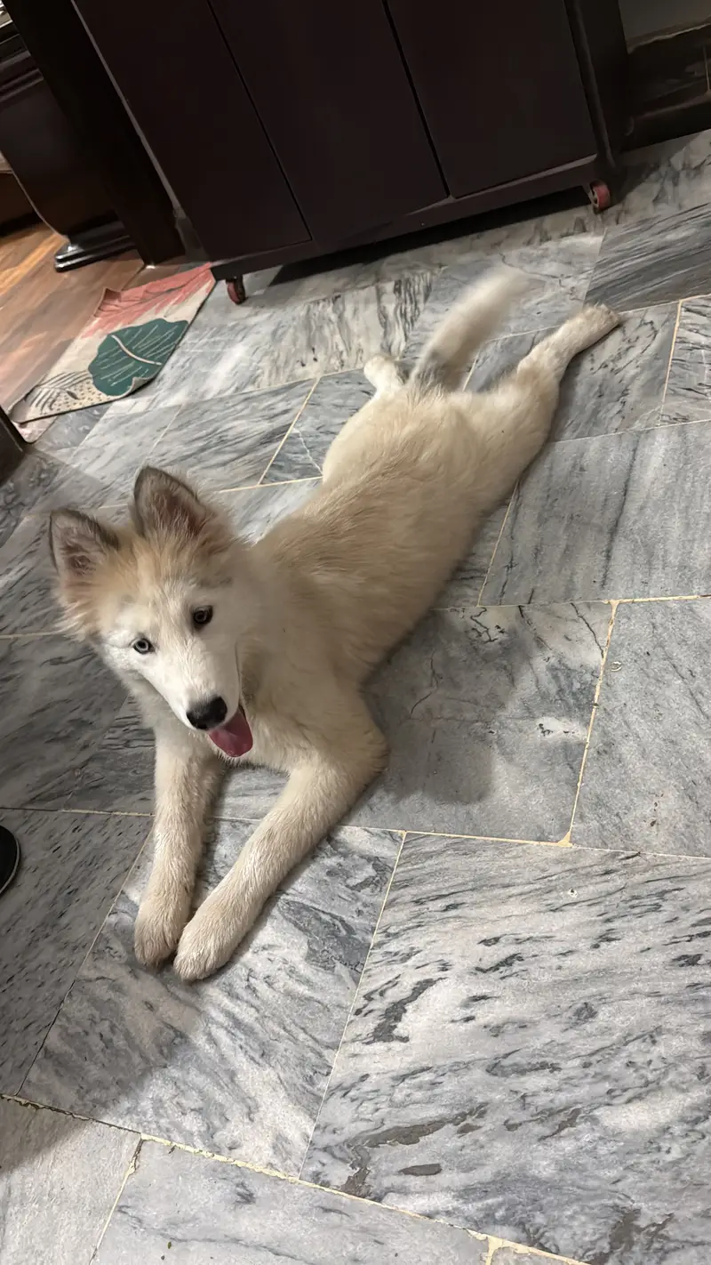 husky female