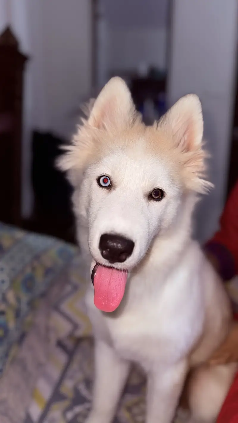 husky female — photo 6