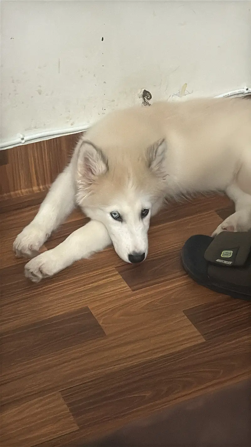 husky female — photo 7