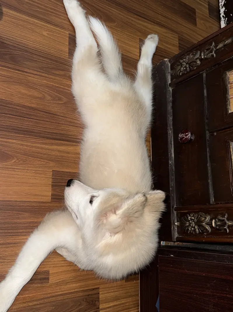 husky female — photo 8