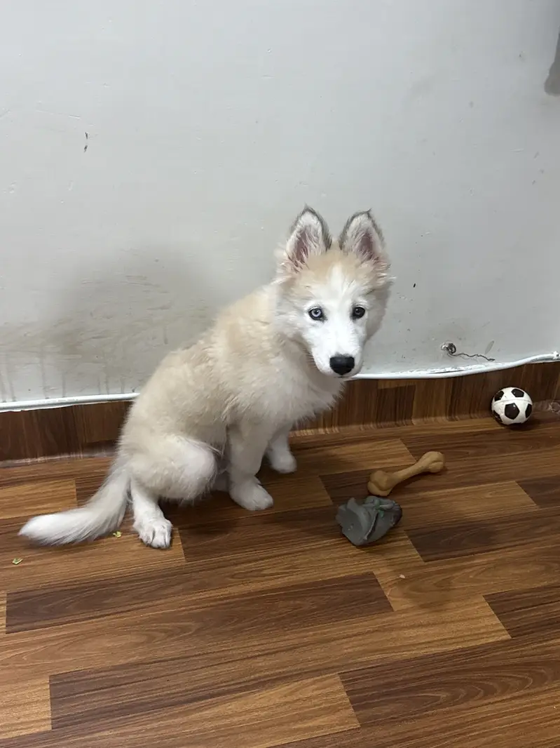 husky female — photo 9
